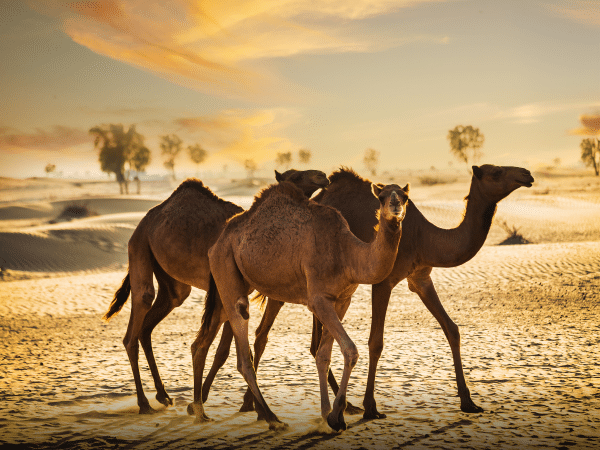 Dubai Desert