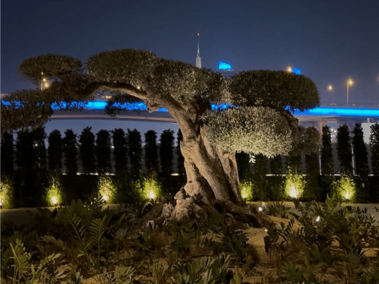 Ancient Tree in Dubai