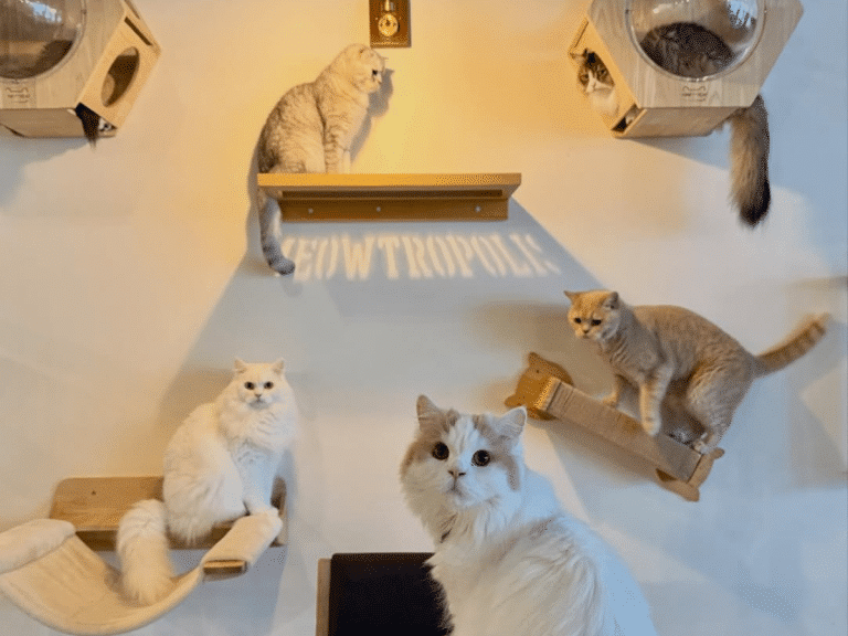 Meowtropolis Cat Cafe Dubai